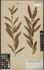 Foto von Salix purpurea L. x Salix viminalis L.